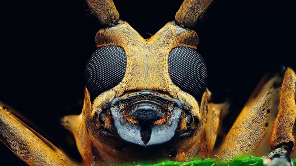2e3681cb-c6c1-48fa-a9ec-f9ad461d6724.jpeg