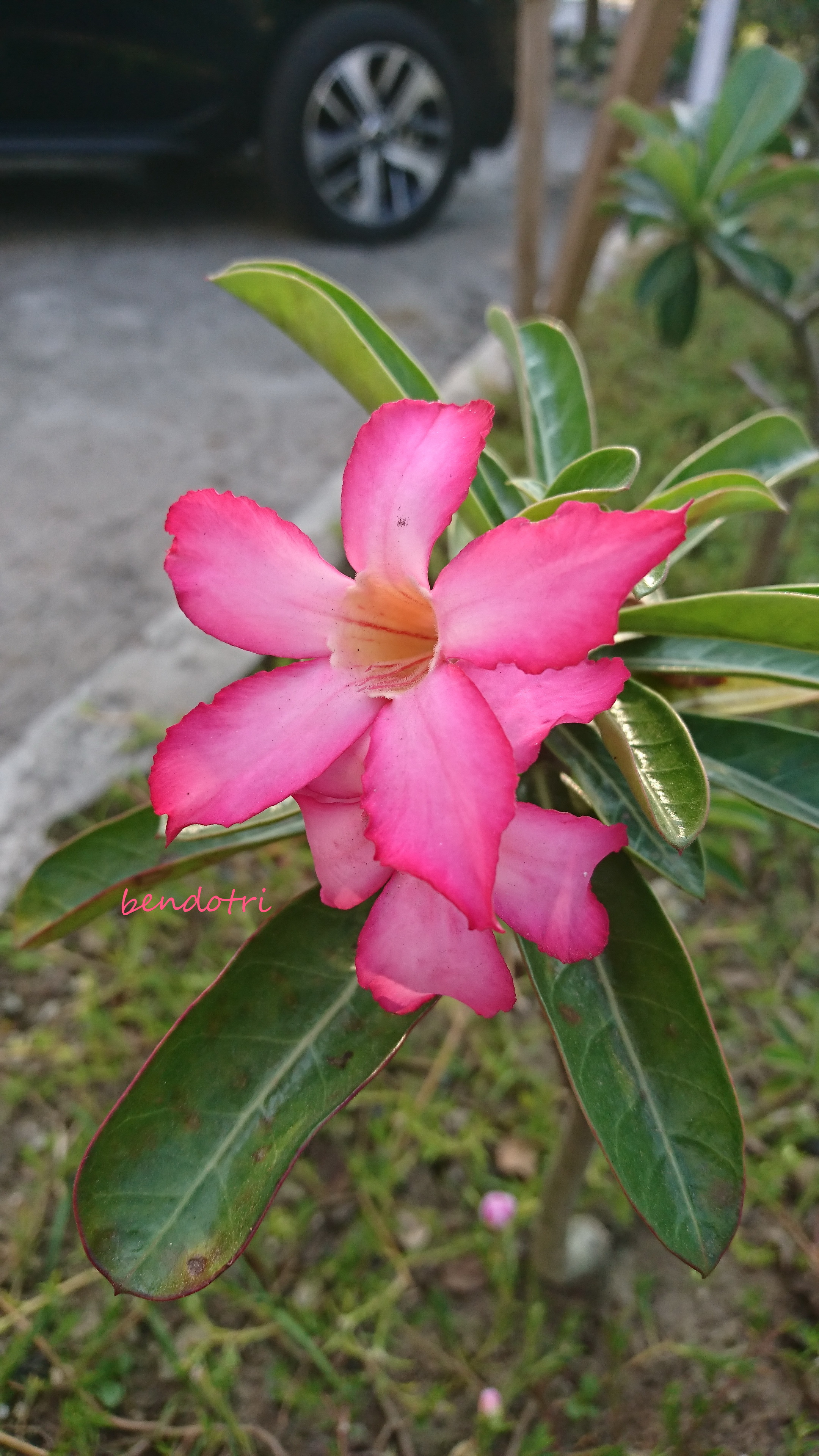 DSC_2598 - Copy.JPG