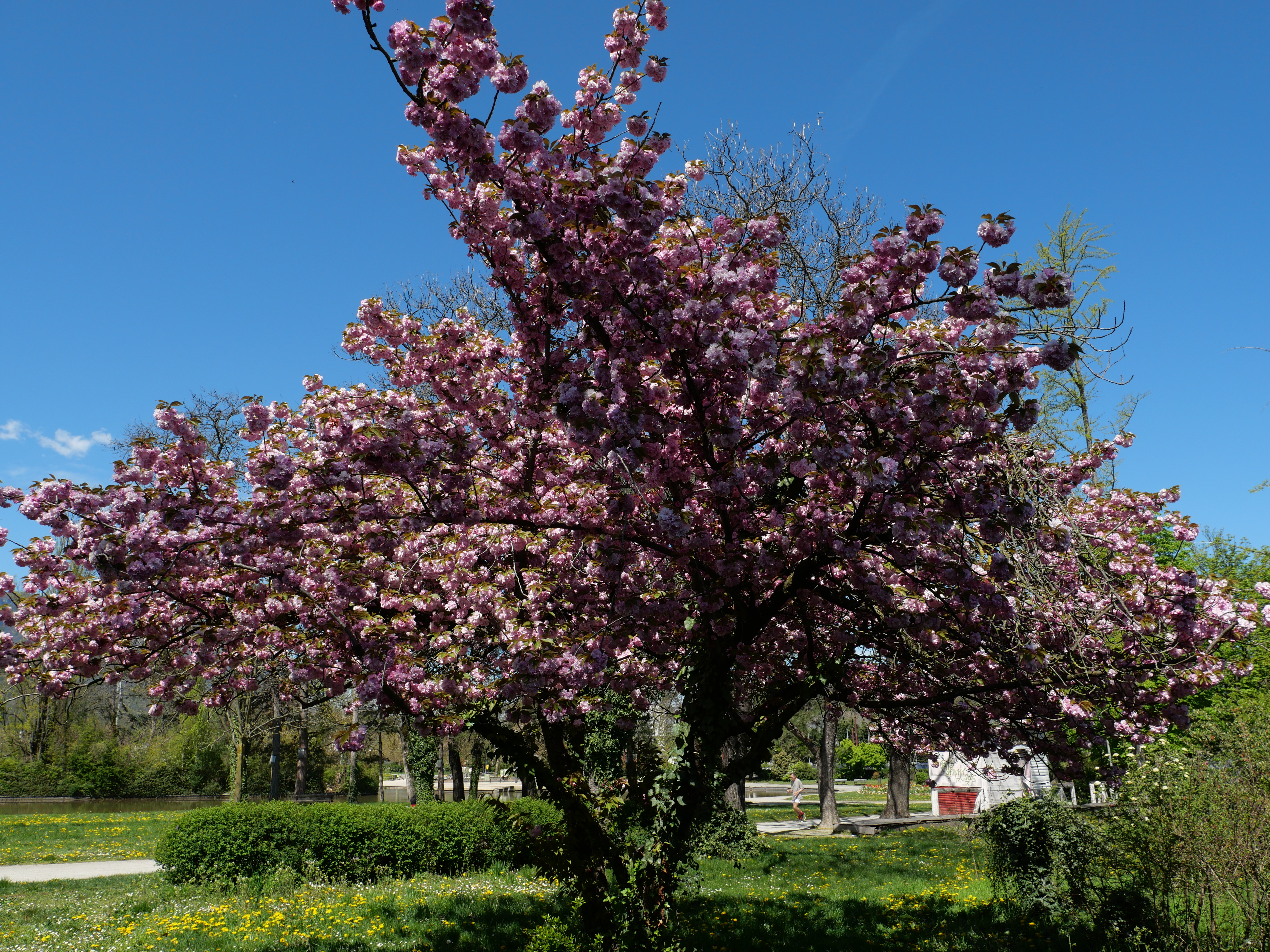 1a1pri,tempsfleuri (2).JPG
