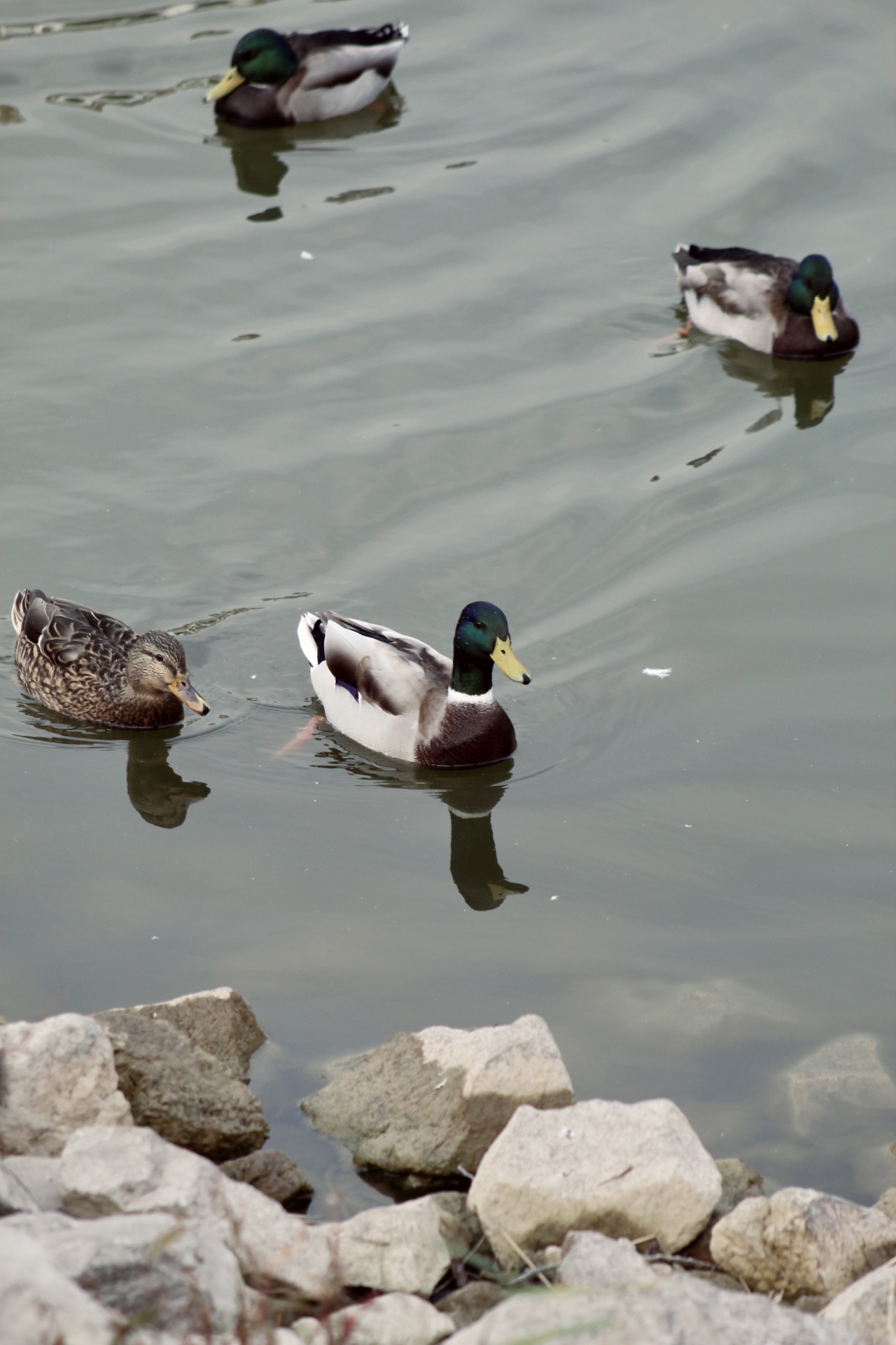 IMG_2580.jpeg